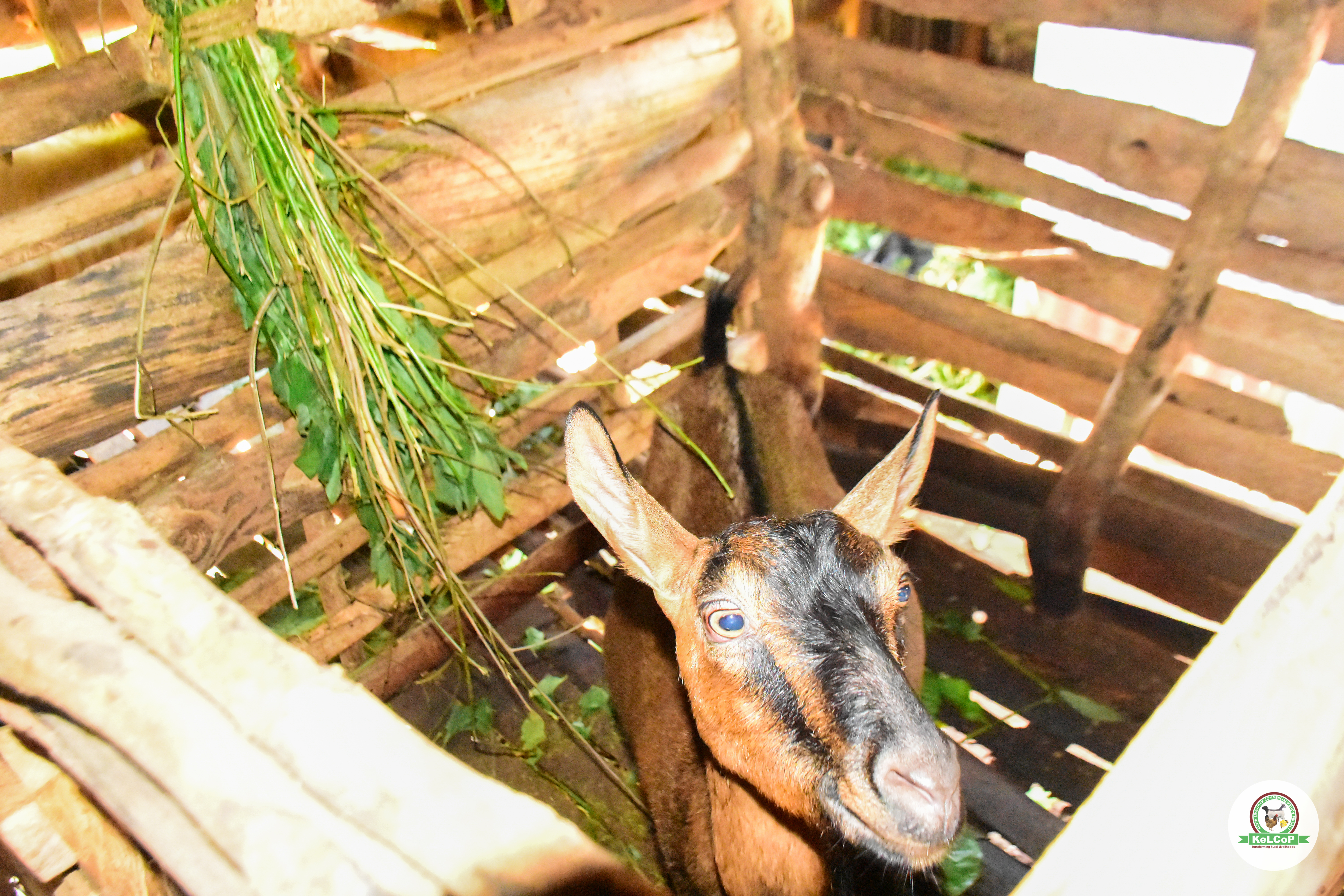 DAIRY GOAT